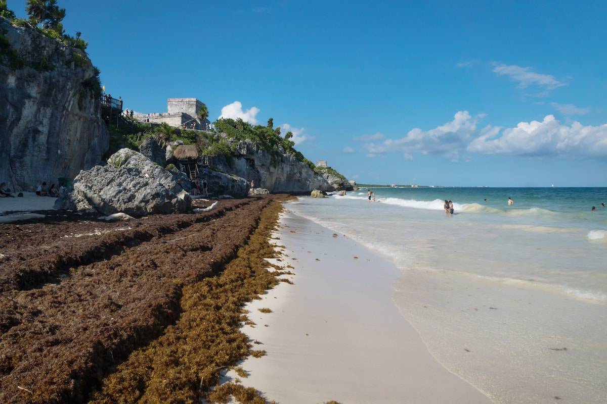 Large Amounts Of Seaweed Arrive On Playa Del Carmen And Tulum Beaches