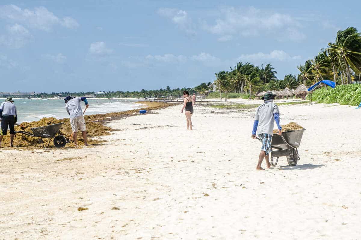 Popular Playa Del Carmen Beach To Remain Closed To Tourists Due To Seaweed