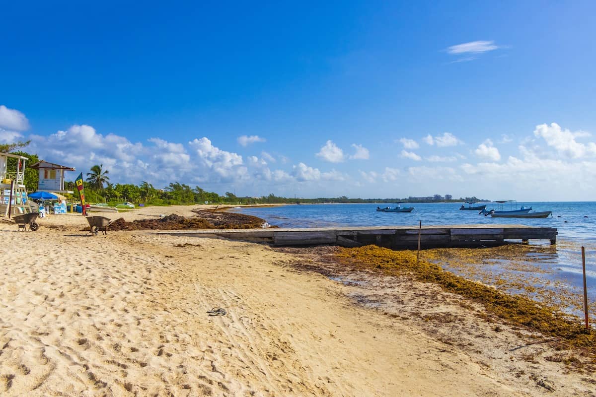 Cancun Expecting Its Worst Seaweed Season In 5 Years