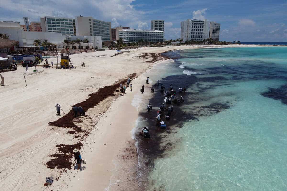 This Is When Seaweed Season Ends In Cancun So You Can Book Your Winter Getaway