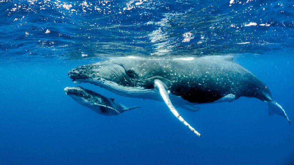 Pacific Whale Foundation announces ‘Welcome Home the Whales 2022’