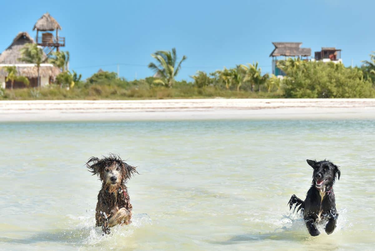 Here’s How To Bring Your Dog On Vacation To Mexico