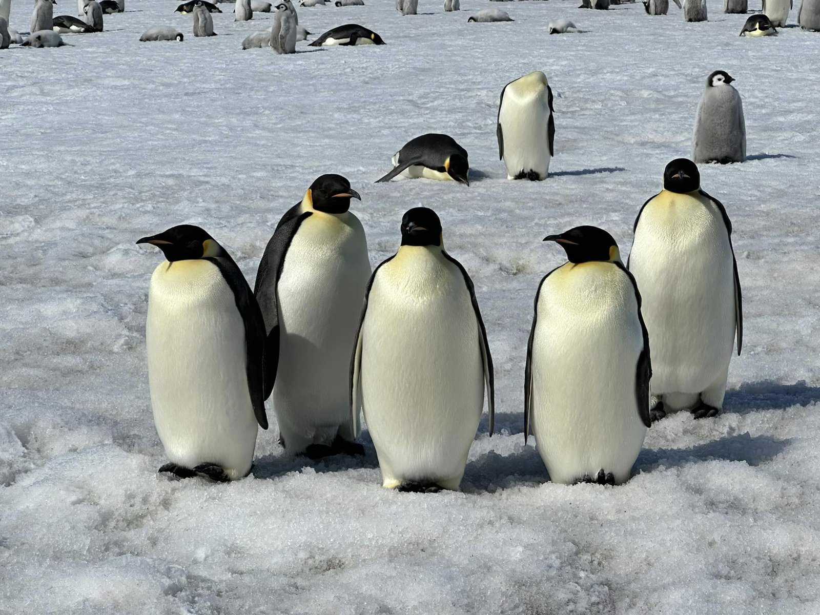 PONANT Stories: Traversing Antarctica’s spectacular landscape to meet the penguins