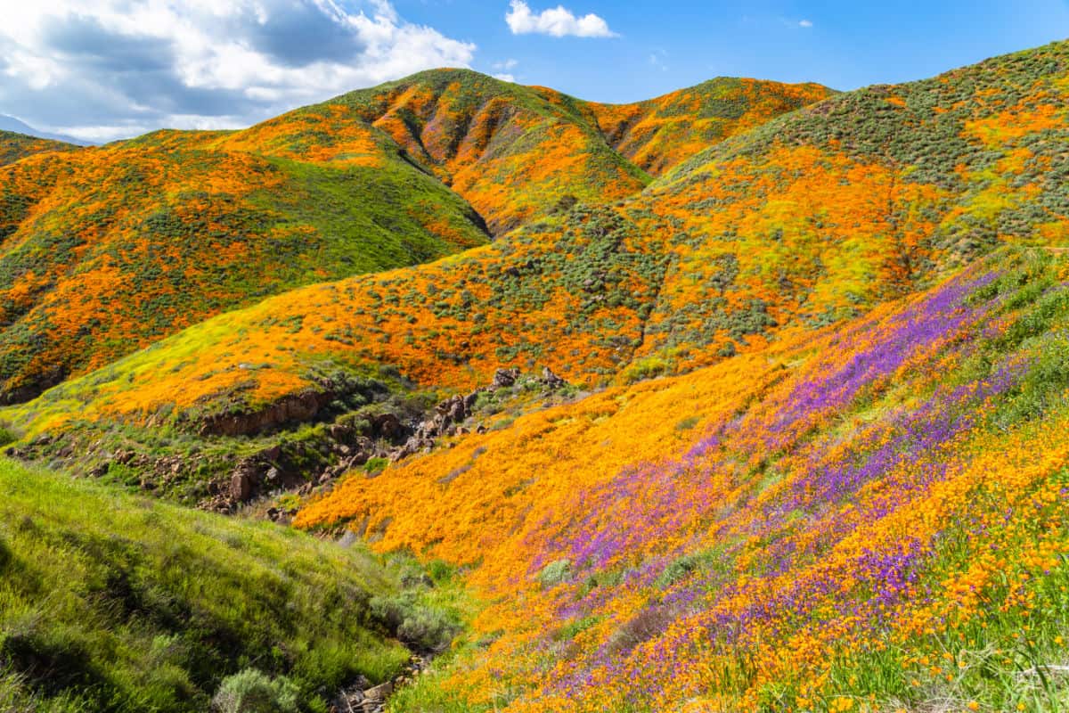 The Best National Parks To See The Spring Superbloom This Year