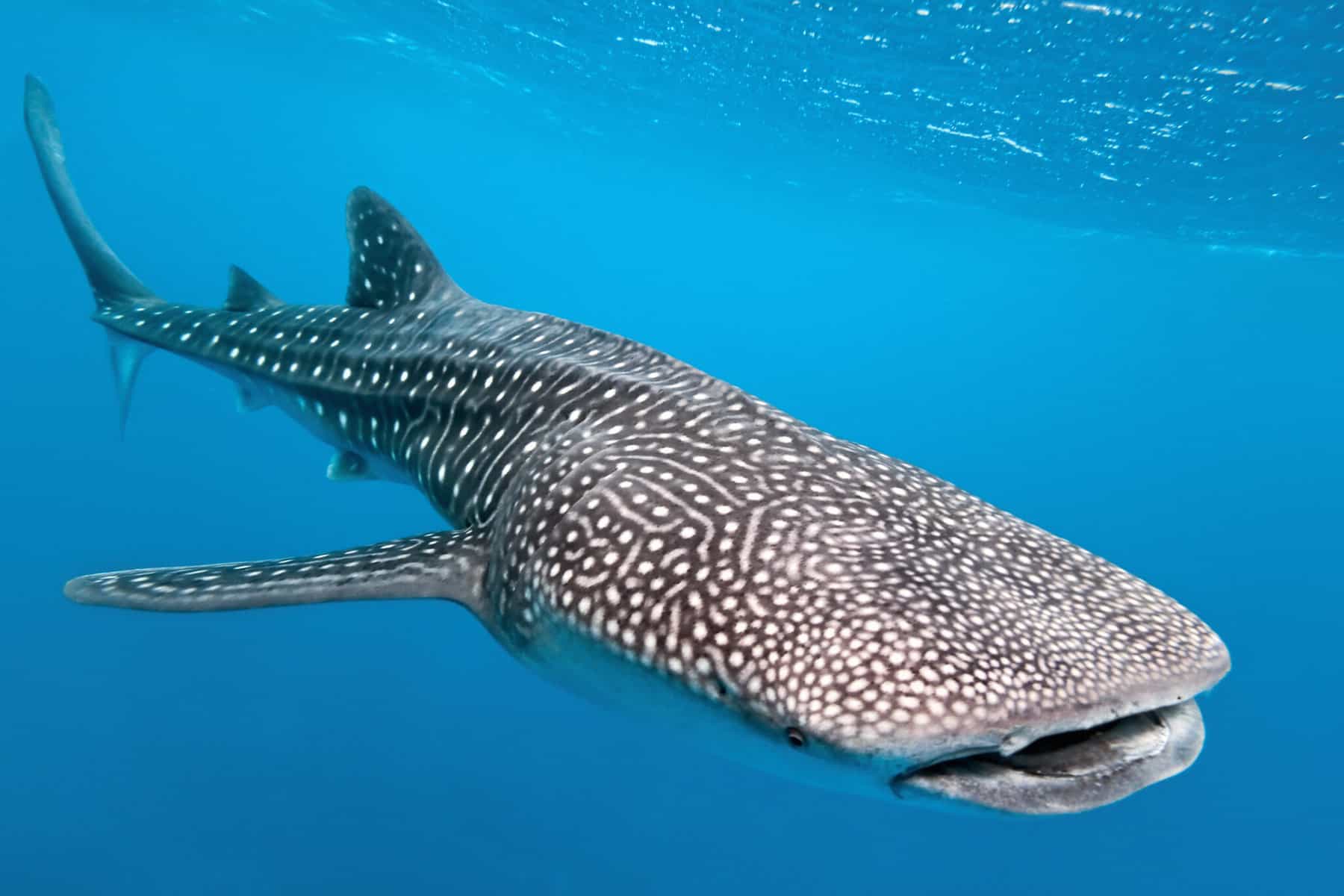 SeaTrek Sailing Adventures enhance “Whale Sharks Coralsand Dragons” itinerary for 2024