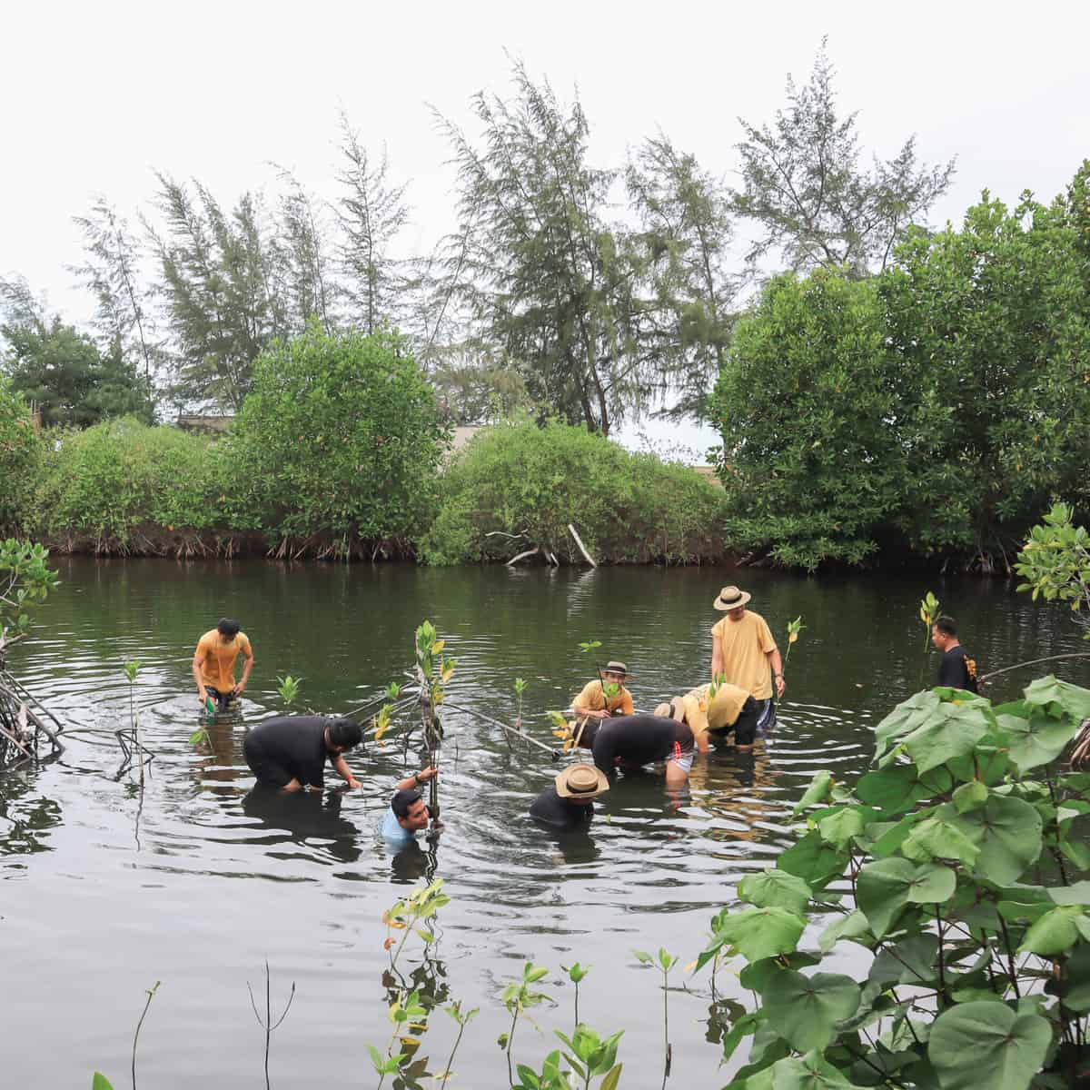 MASON staff participate in planting mangrove forest and releasing sharks and  crabs into the sea