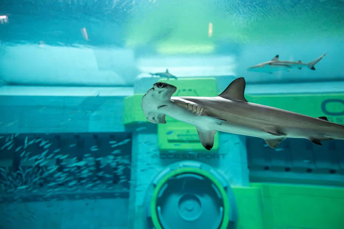 SeaWorld Yas Island, Abu Dhabi unveils a Fincredible Shark Week agenda