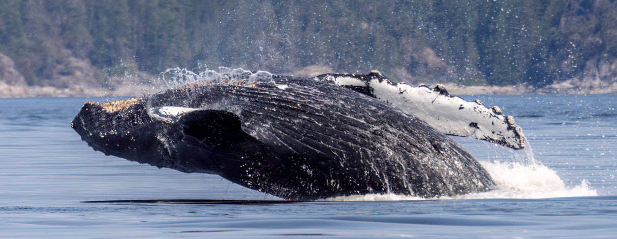 Top tips for best wildlife photographs